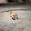 baby spider