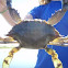 Blue Crab