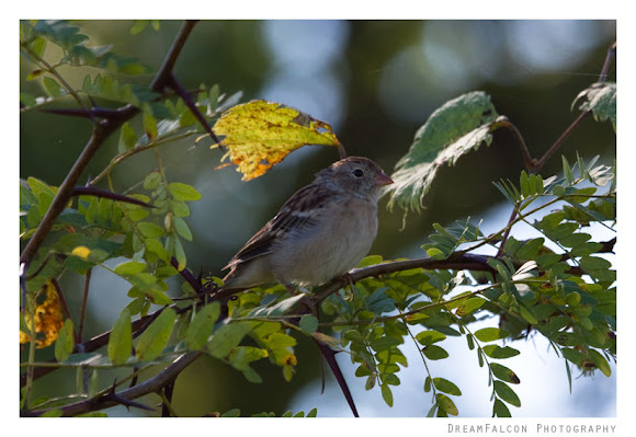 Spotting Image 1