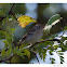 Field Sparrow