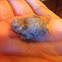Horned Lizard