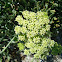 rock samphire
