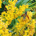 European Paper Wasp