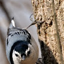 White-breasted Nuthatch