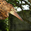 garza tigrera - rufescent tiger heron