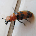 Big-eared Blister Beetle