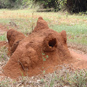 Termite. Cupinzeiro. Termitero