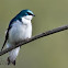 Tree Swallow