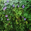 Ipomoea pes-capra
