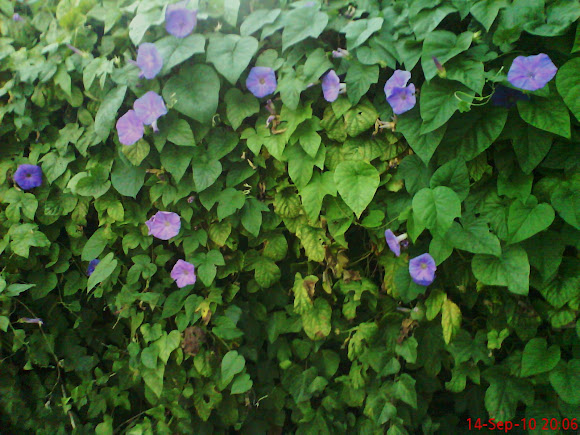Spotting Image 1