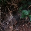 funnel spider