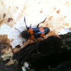 Pleasing Fungus Beetle