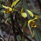 Tiger Orchid