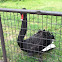 Black Swan