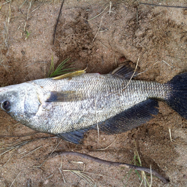 Gasper goo, fresh water drum Project Noah