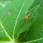 Lynx spider