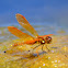 Eastern Amberwing