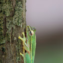 Winged Gliding Frog - Male