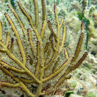 Yellow Sea Whip
