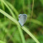 Eastern Tailed-Blue