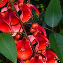 Erythrina crista-galli