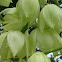 Yucca