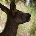 Wapiti (female and juvenile)