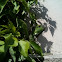 Iguana verde