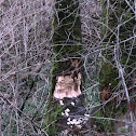 Beaver work