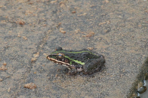 Spotting Image 1