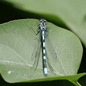 Azure Damselfly