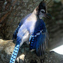 Blue Jay