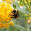 Tricolored Bumble Bee