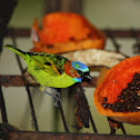Red-necked Tanager