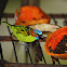 Red-necked Tanager