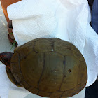Three toed box turtle