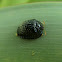 Palmetto Tortoise Beetle