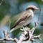 Spotted Flycatcher; Papamoscas Gris