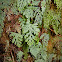 Blue Filmy Fern