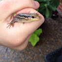Five Lined Skink