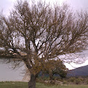 Illón