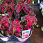 Coleus