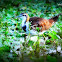 Bronze-winged Jacana (Immature)