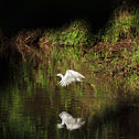 Little Egret