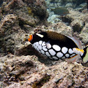 ClownTriggerfish
