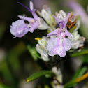 Rosemary, Romero
