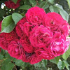 Camellia