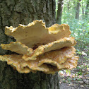 Sulphur polypore