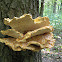 Sulphur polypore