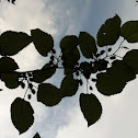 Red Mulberry